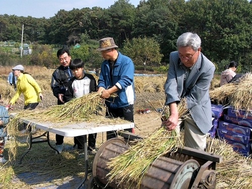 300여년의 지명의 역사..율전동 밤밭 축제